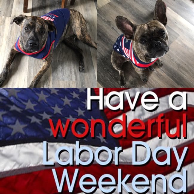 Nixon and Nautica moving dogs to a new house