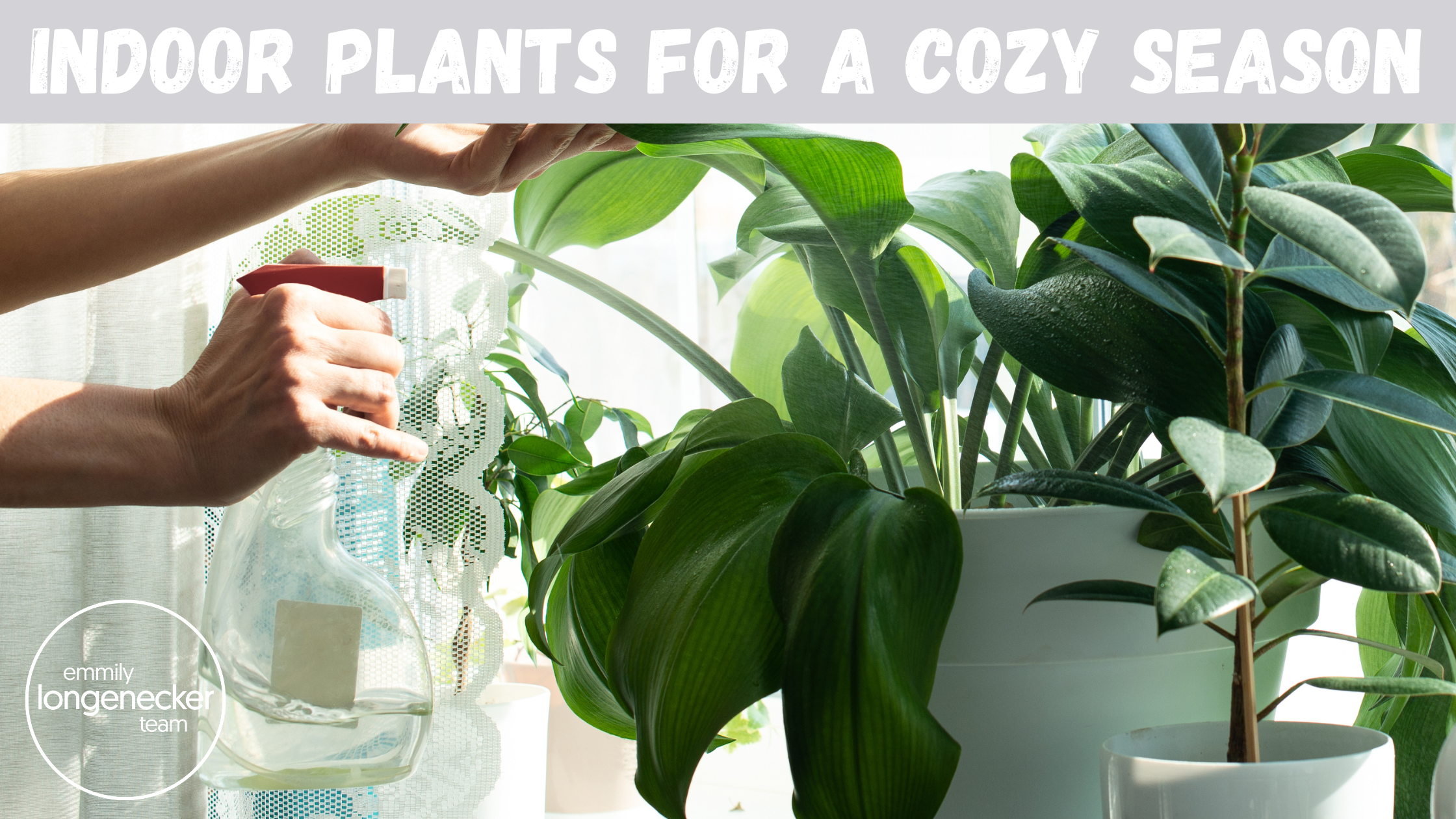 Winter Greenery: Embracing indoor plants for a cozy season.